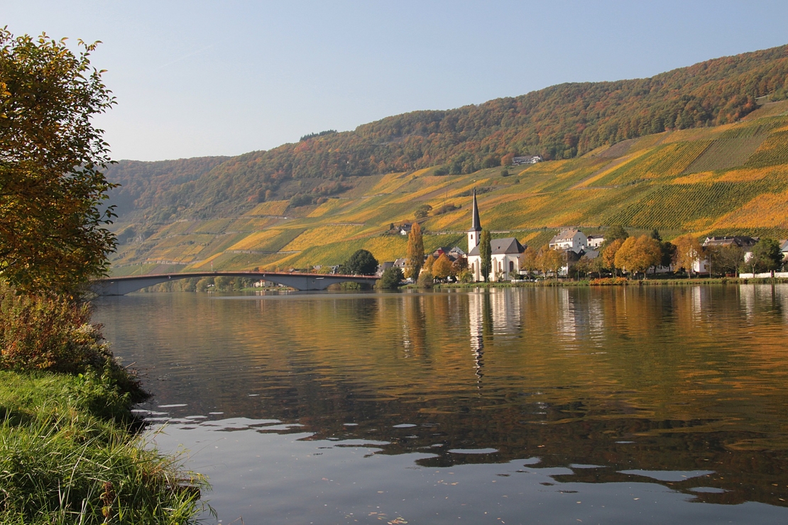 Riesling della Mosella: vecchi tesori dalle tonalità dorate