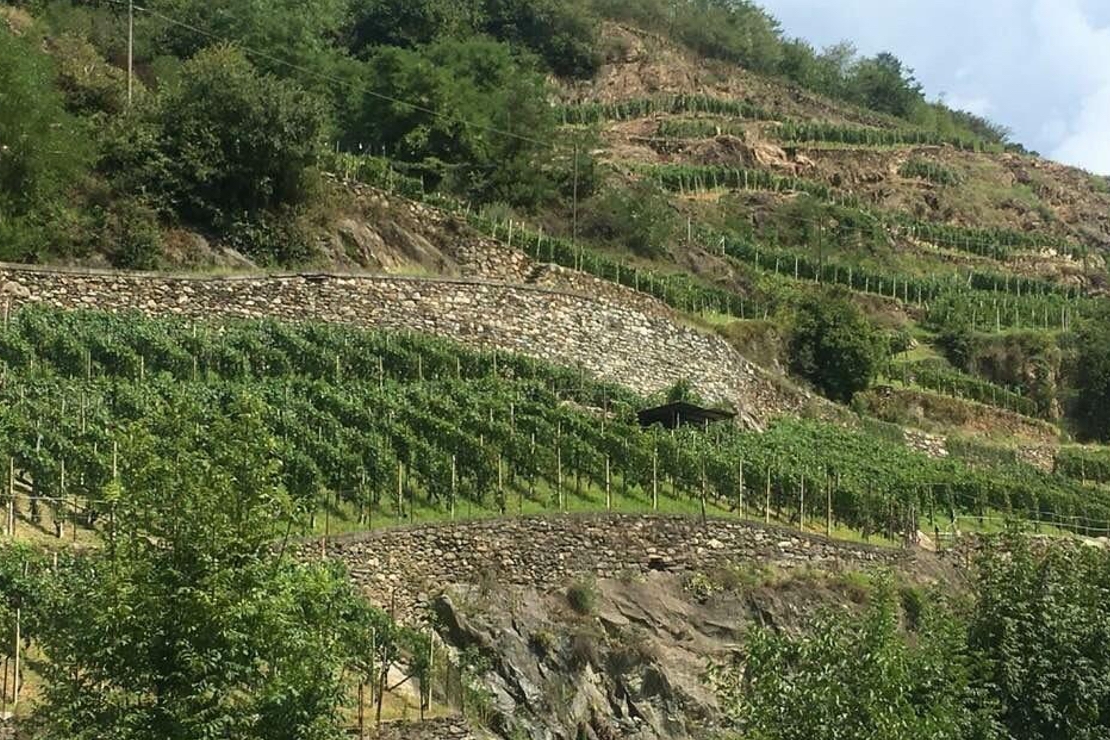 La Valtellina e il suo nebbiolo: appunti di viaggio e di una vita