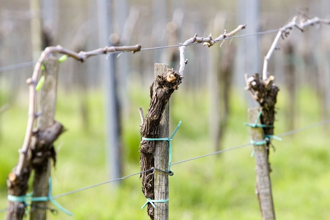 I viticoltori Piwi di Lombardia si presentano