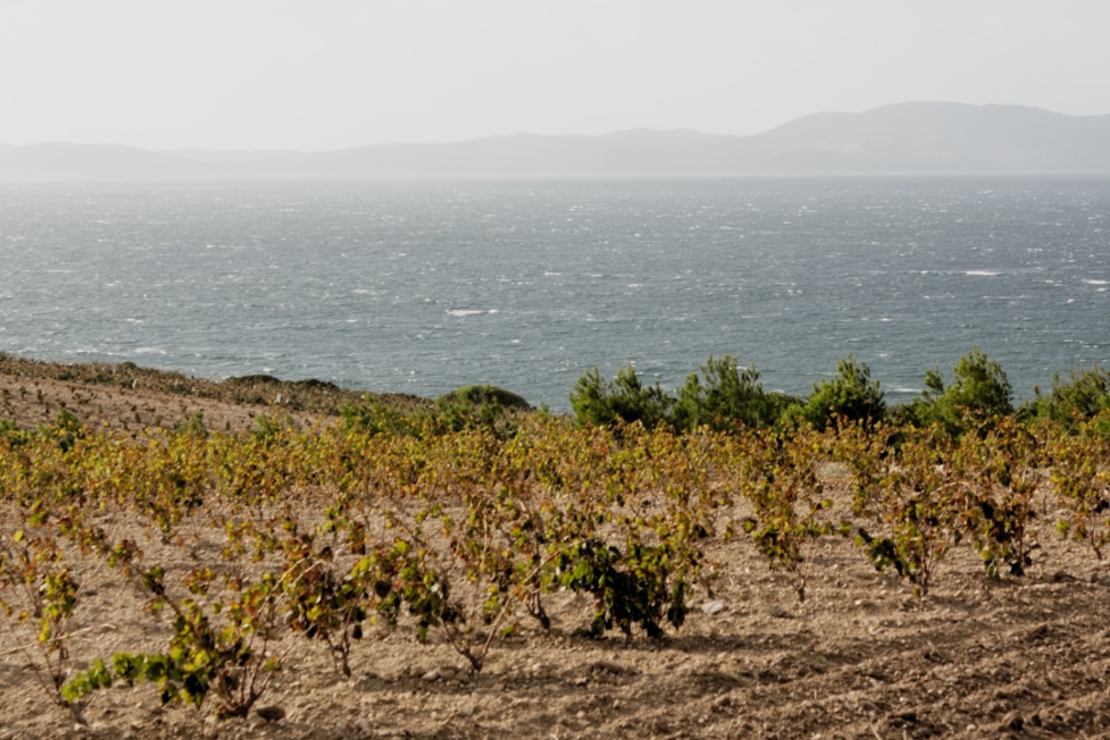 La nostra Sardegna: vitigni noti e meno noti dell'isola Nuragica