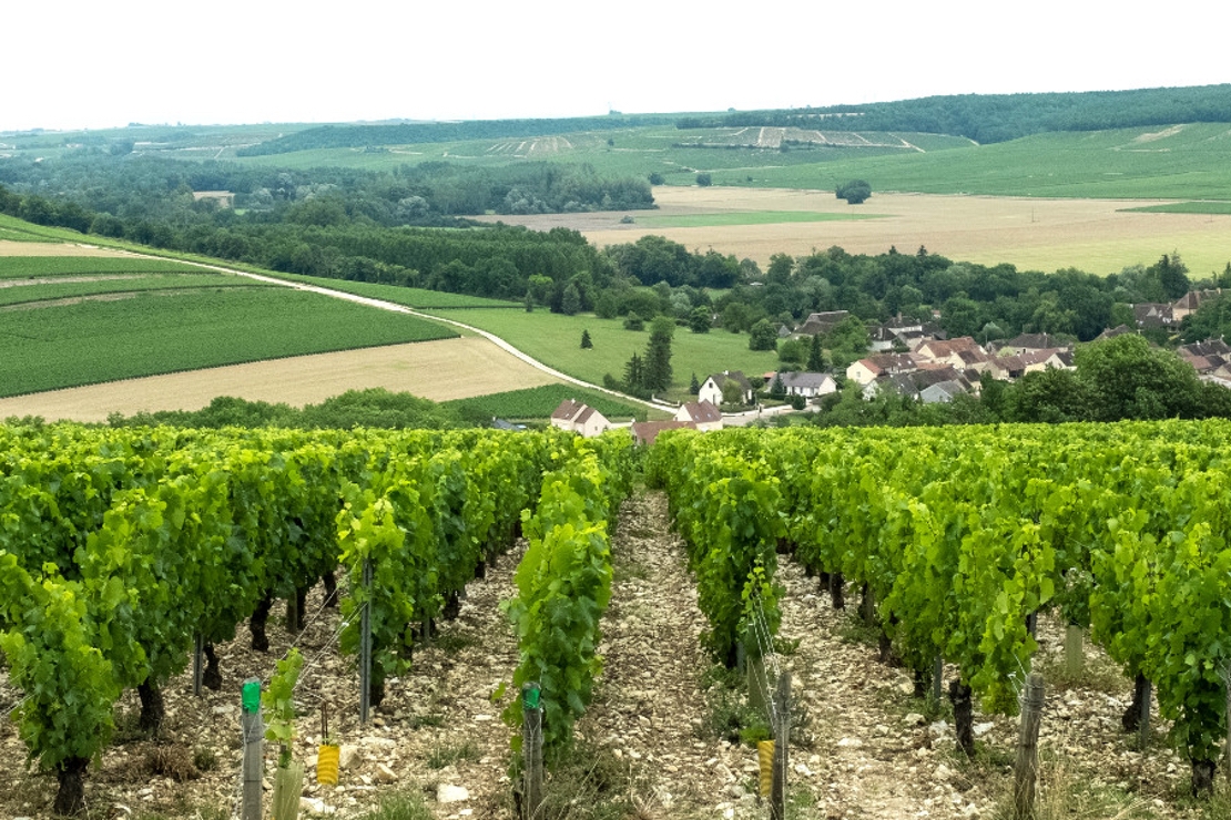 Chablis, Borgogna di frontiera. Con Samuel Cogliati