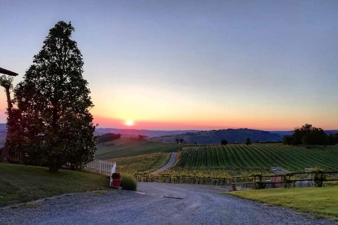 Cena d'estate in vigna