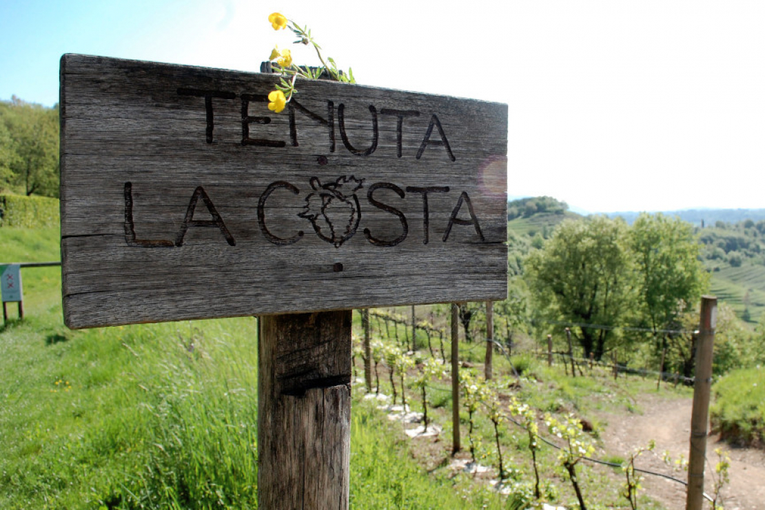 Cena in vigna sotto le stelle