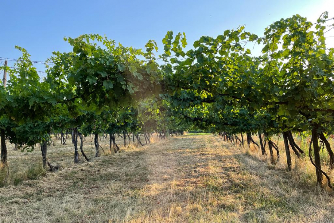 I lambruschi tra Lombardia ed Emilia: 8 campioni per raccontare le diverse espressioni di questo vino