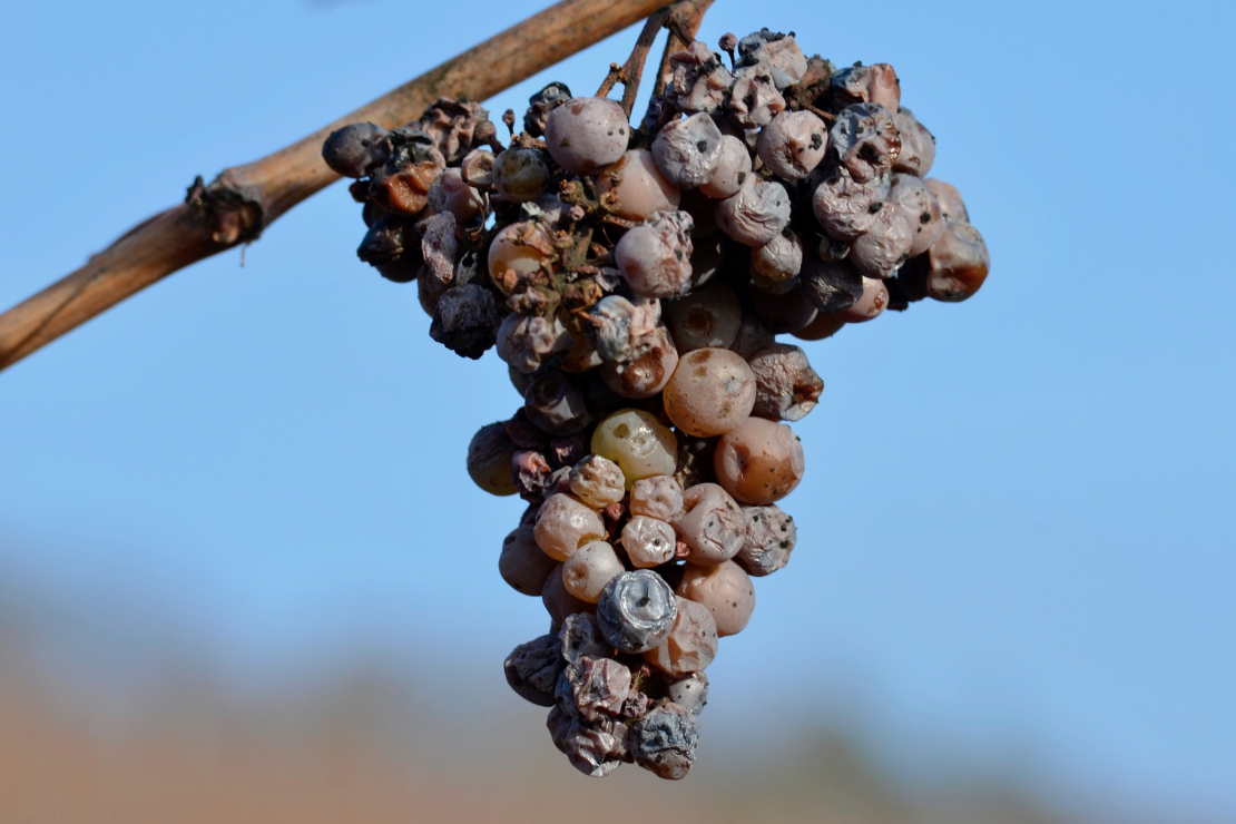 Muffati dal Mondo con Mariano Francesconi