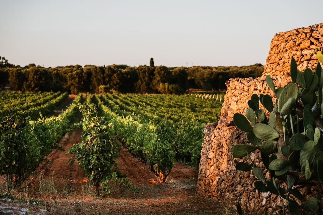 La Puglia di Cantine San Marzano