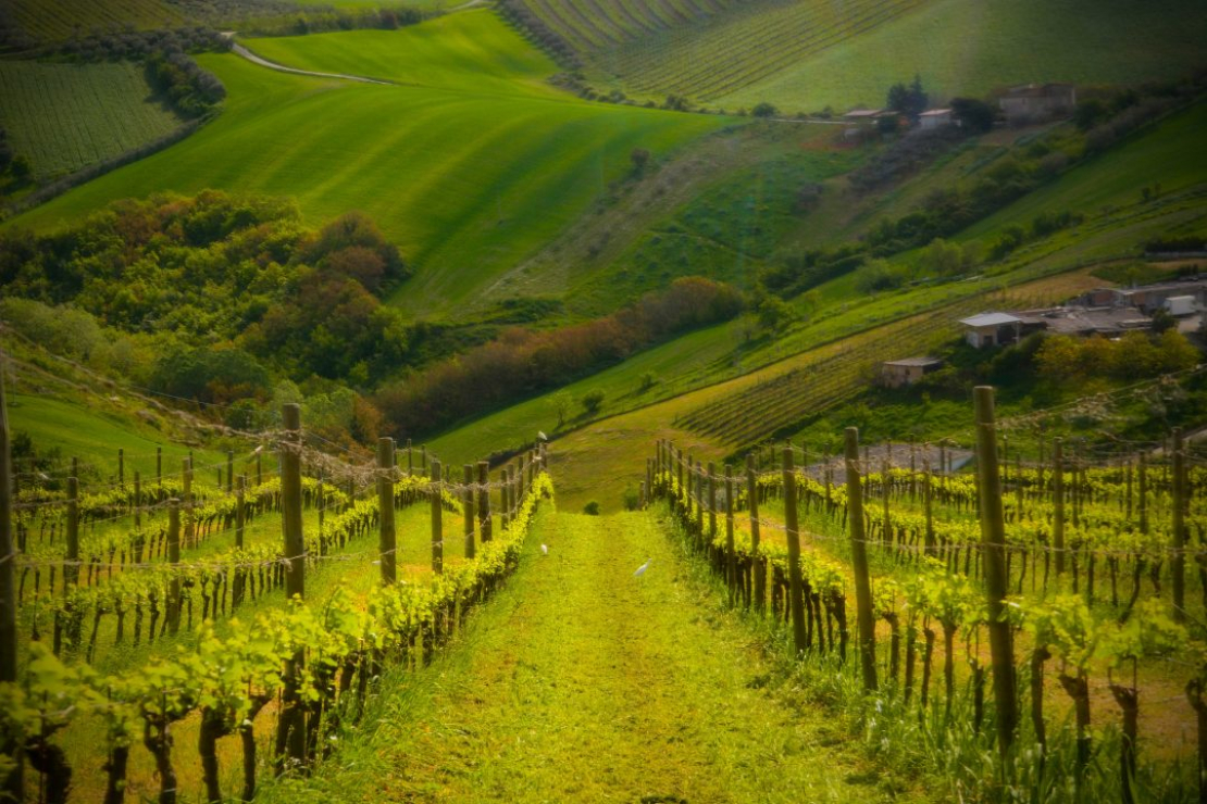 Le Marche...in un bicchiere di Verdicchio dei Castelli di Jesi. Con Roberta Cingolani