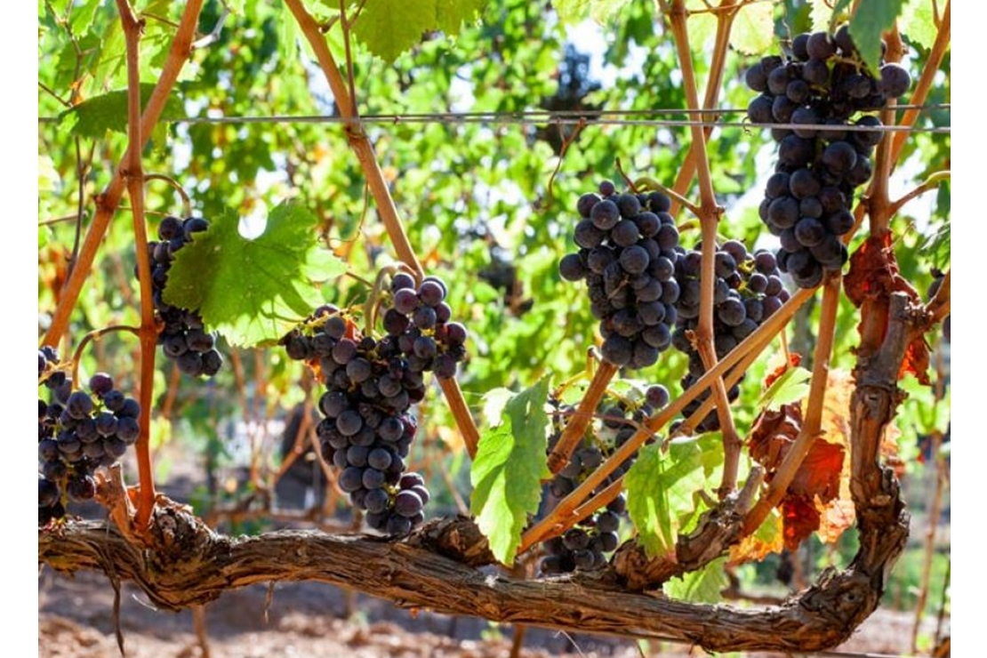 Vitigni a bacca rossa dall'Oltrepò all'Elba