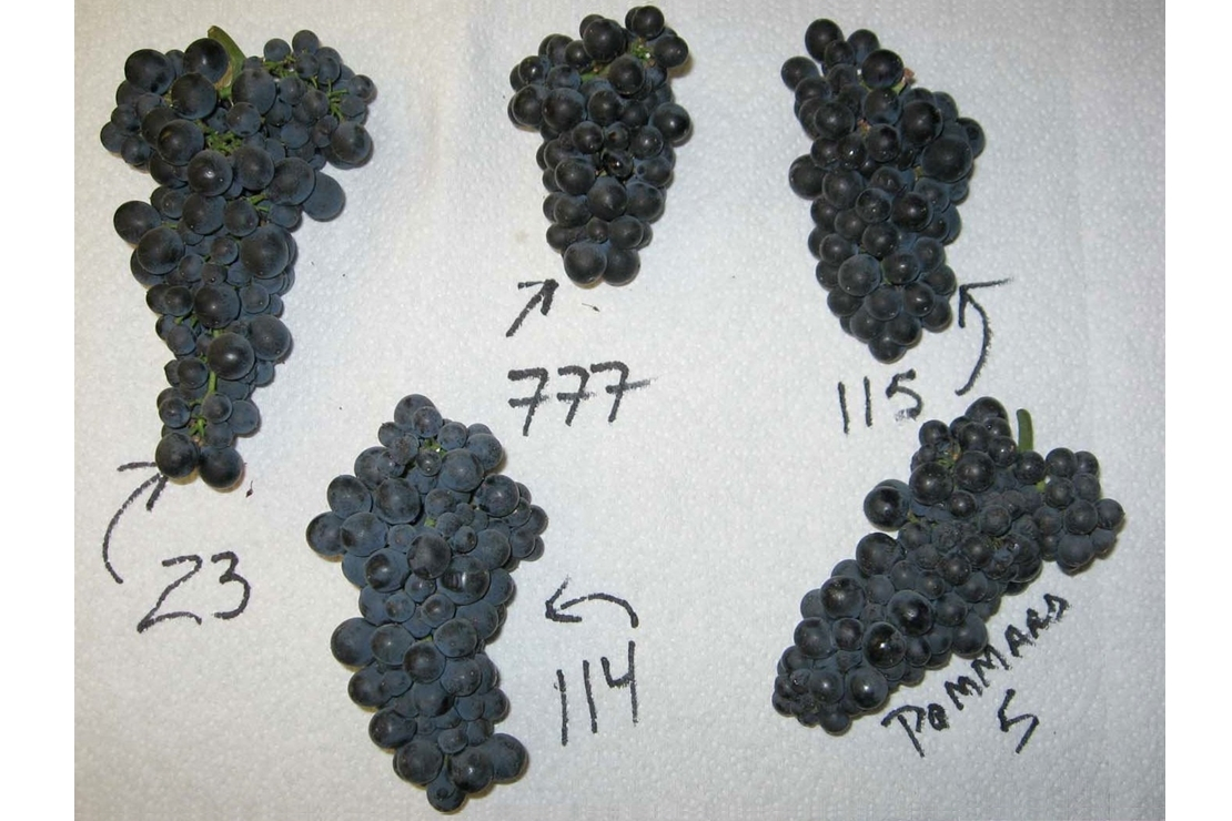 Italia vs Francia: variazioni di Pinot nero