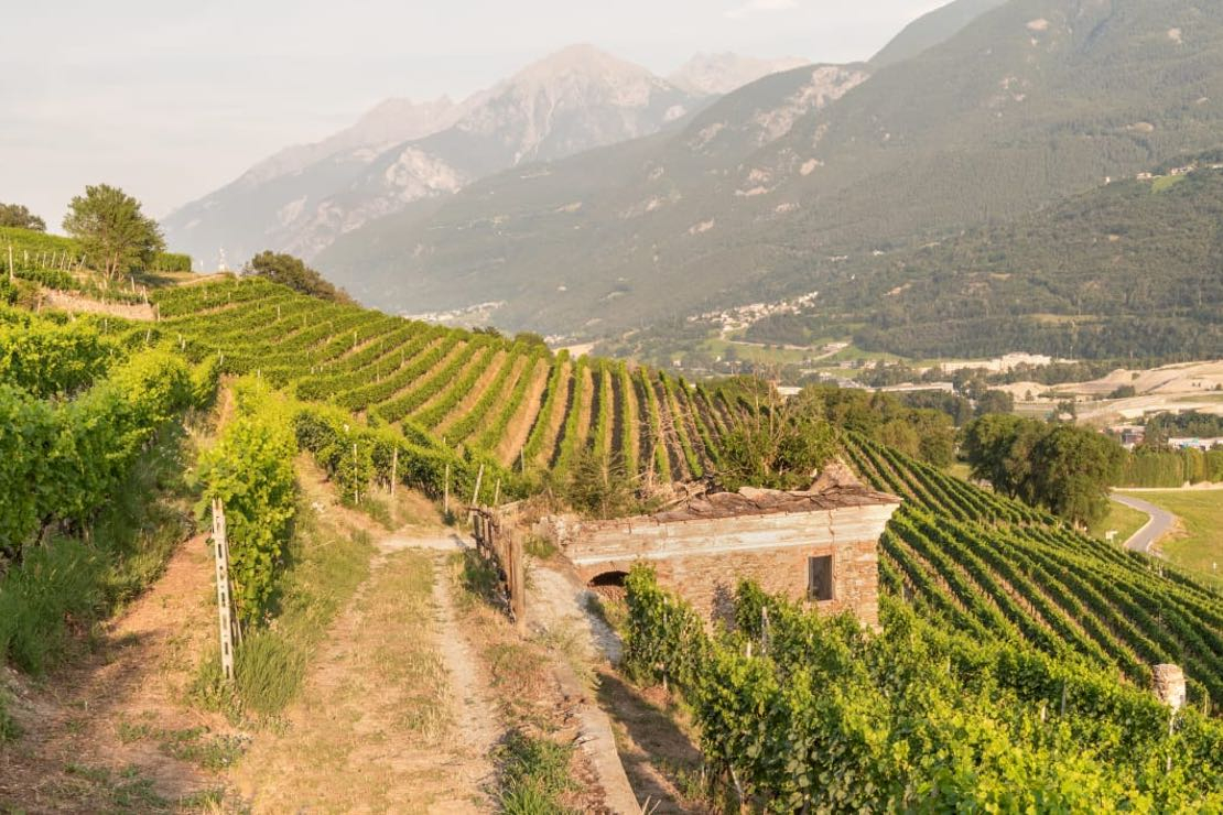 La Valle d'Aosta, il vino di montagna