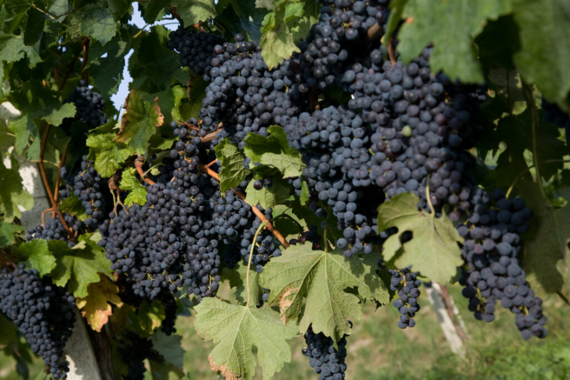 Palestra: il Moscato di Scanzo e due intrusi