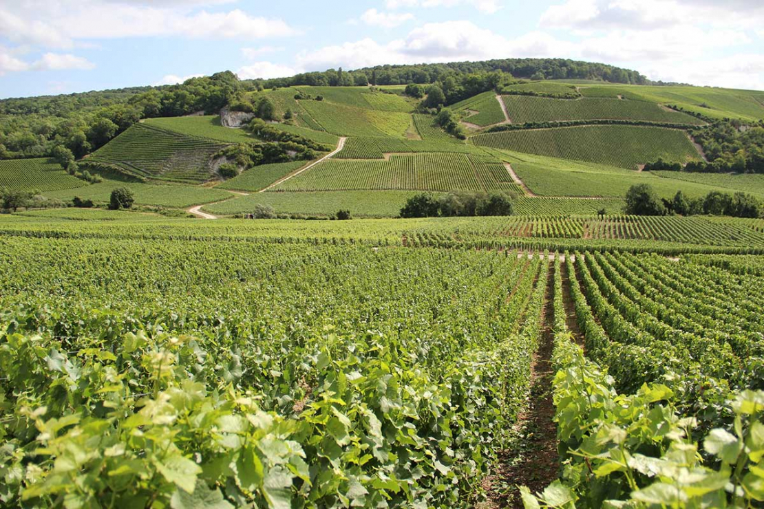Masterclass Champagne Jacques Selosse con Alberto Lupetti