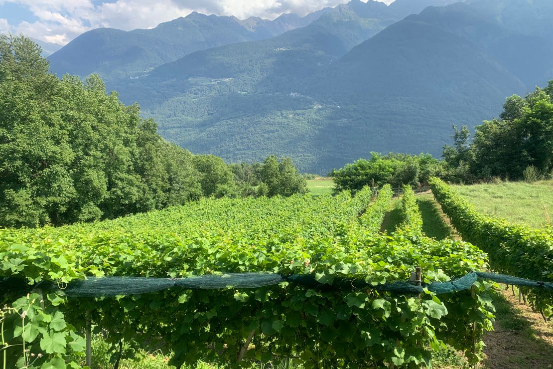 La viticoltura PIWI in Valtellina