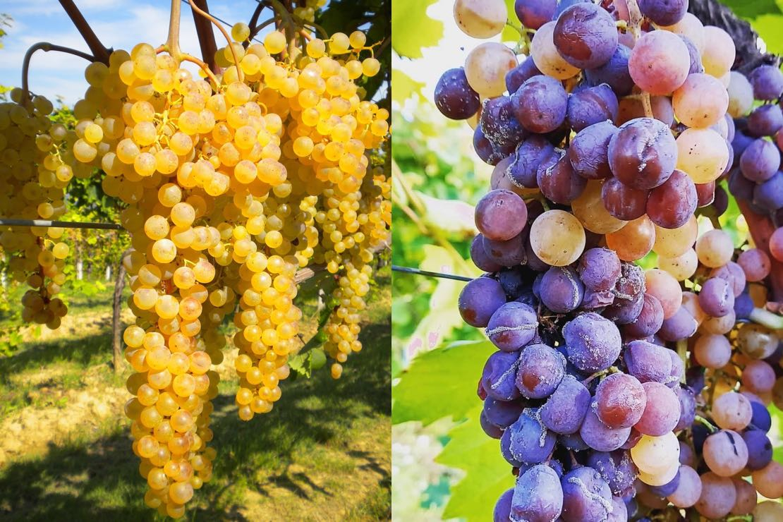 Albana: l’oro di Romagna