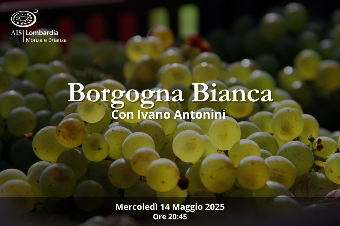 Borgogna Bianca. Con Ivano Antonini