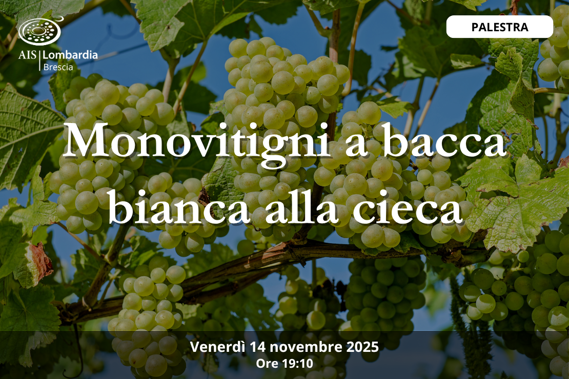 Palestra - Monovitigni bianchi alla cieca