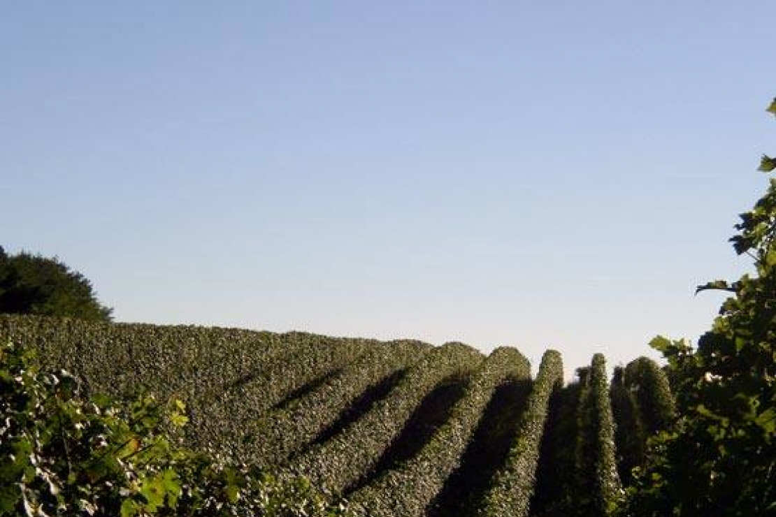 G & G: Gattinara e Ghemme