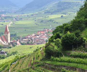 Austrai Gruner Veltliner