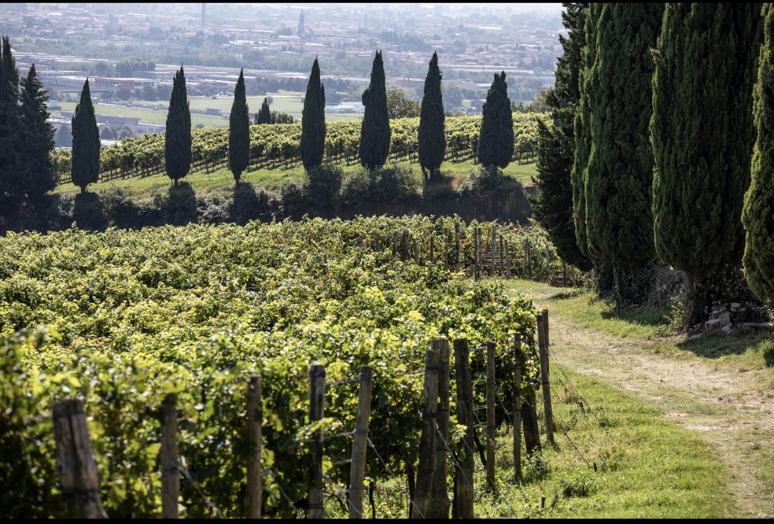 Vigneto Colle Calvario