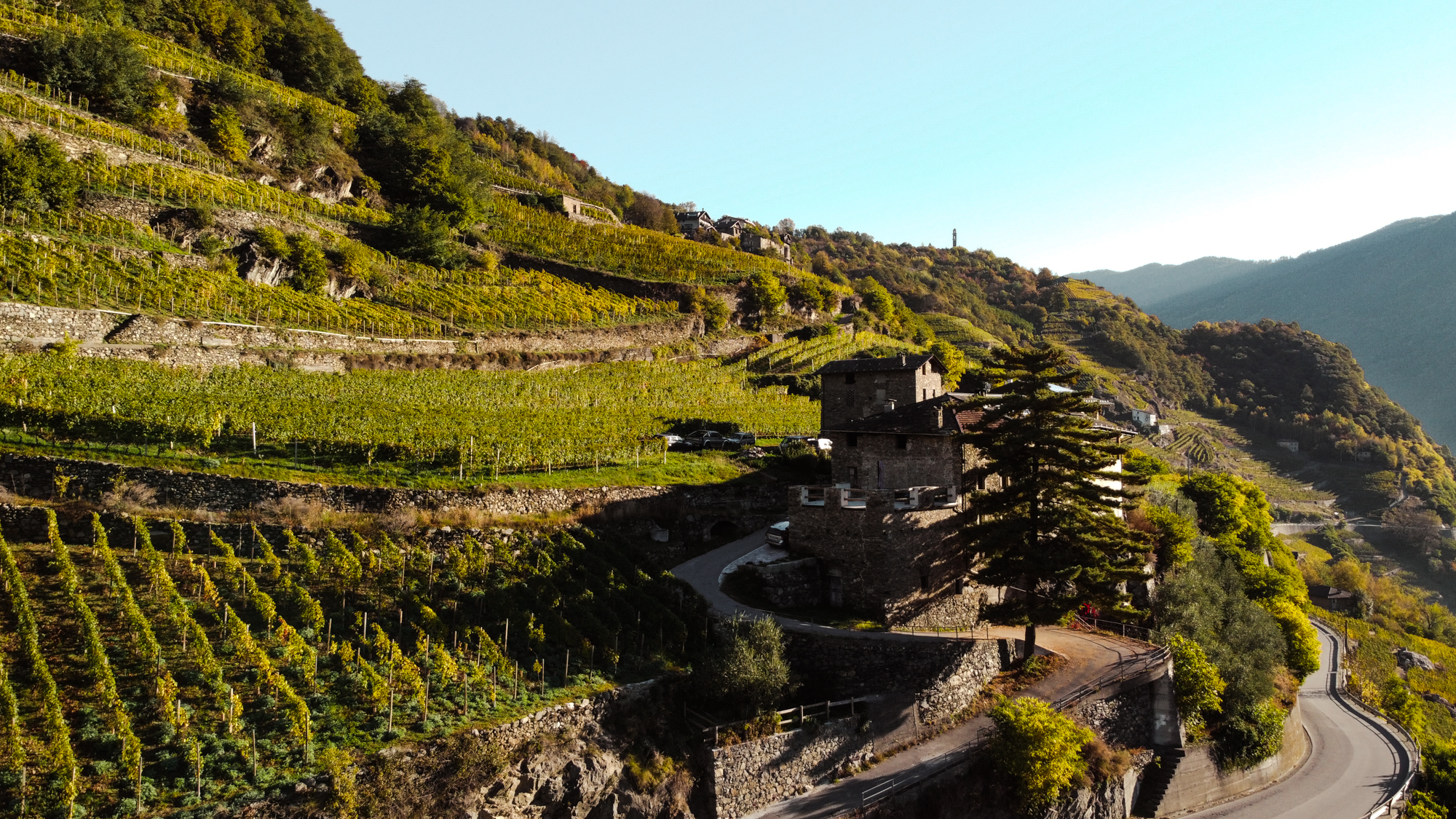Vigneto C&agrave; Mor&eacute;i