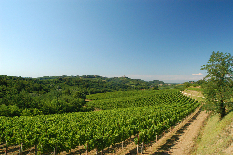 Collio | Vigneti