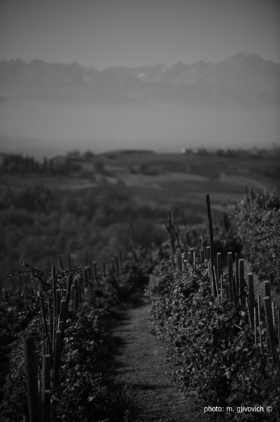 Dolcetto di Dogliani