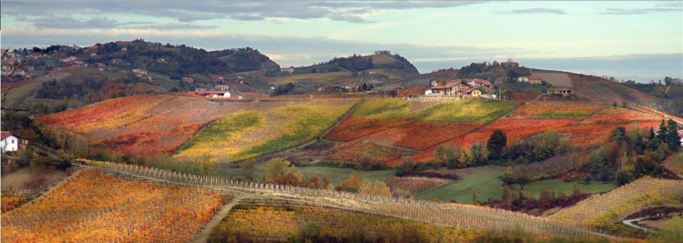 DolcettoDoglianiPecchenino