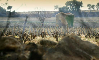 DomaineFonsalette_Rodano_