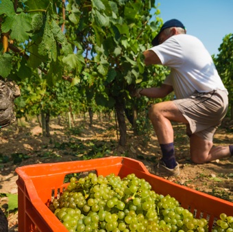 Franciacorta Vendemmia 2015