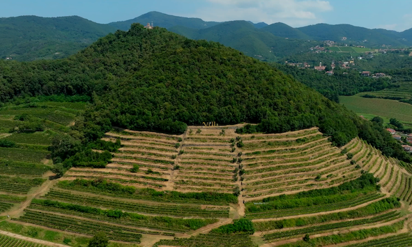 Vigneto Gradoni