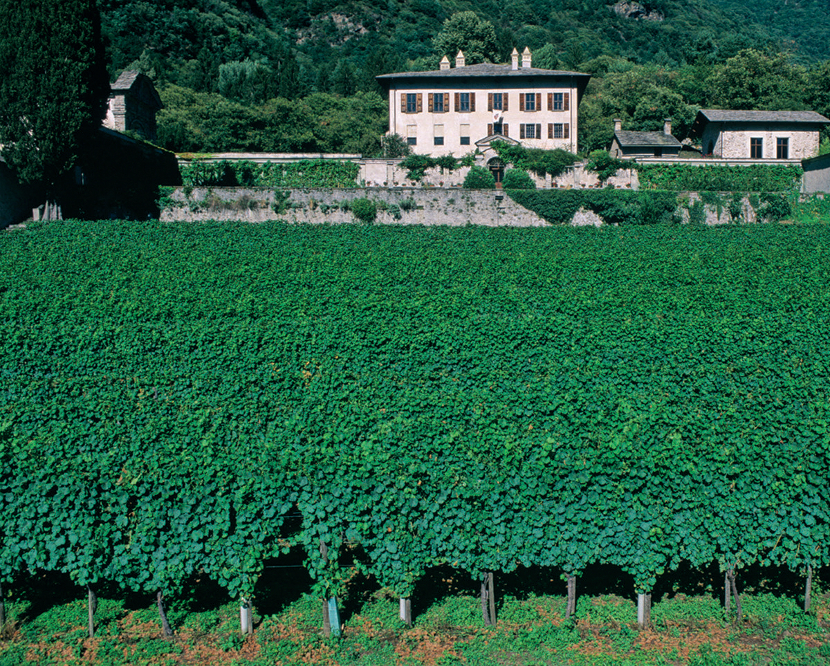 Il vigneto Vertemate davanti all’omonimo palazzo (Piuro - Sondrio)