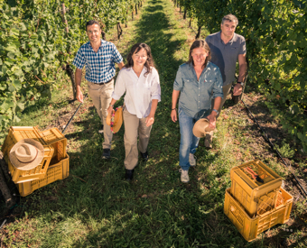 Previsioni Vendemmia 2013 Franciacorta