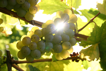 Riesling