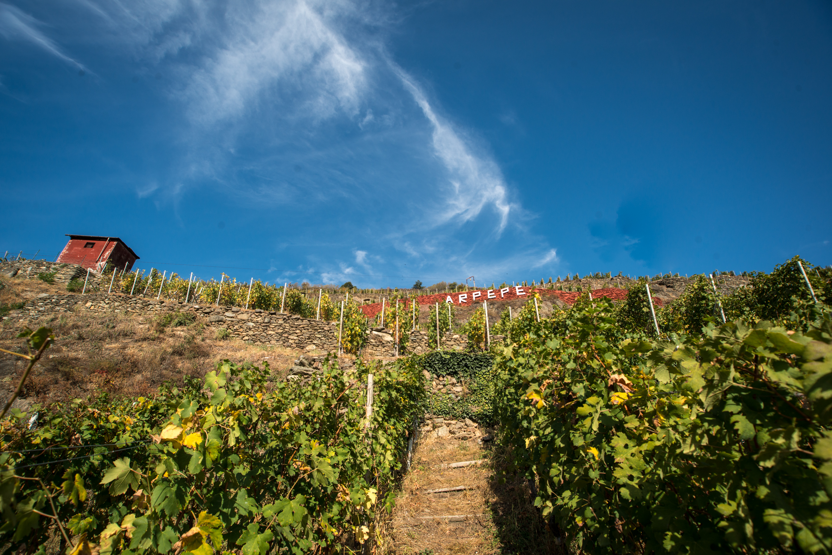 Vigneto Rosse Rosse