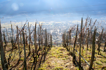 Valtellina - Vista su Sondrio dai vigneti del Grumello, di A. Franceschini