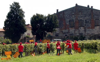 Vendemmia Berlucchi