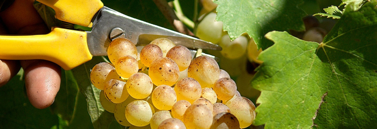 Vernaccia San Gimignano