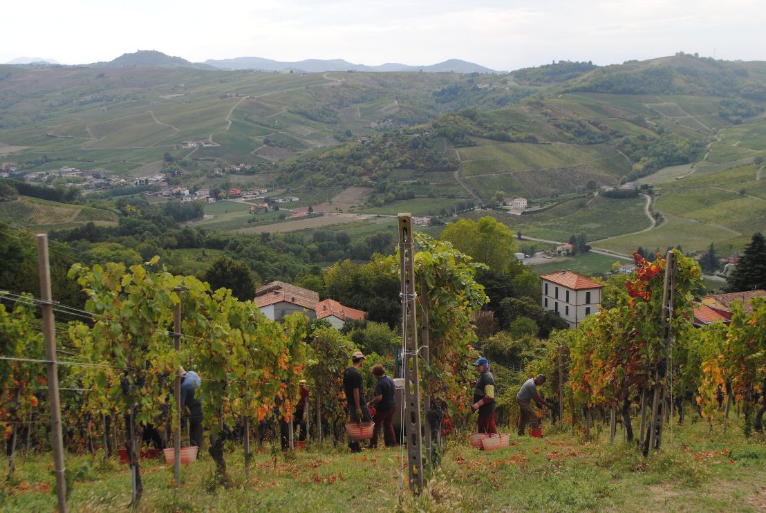 Vigna Monterzolo
