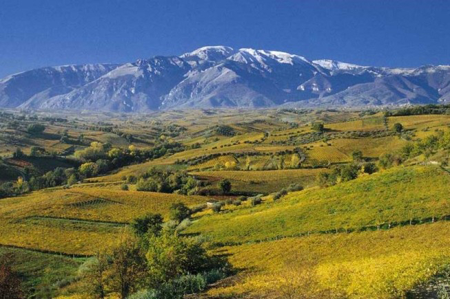 Vigneti con vista della Maiella