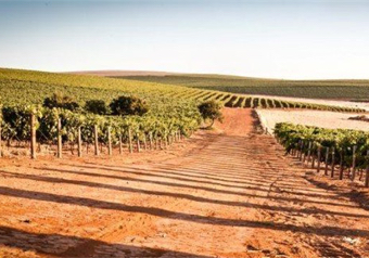 Sudafrica - Vigne azienda Diemers