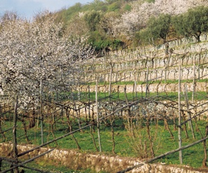 Vigneti Valpolicella