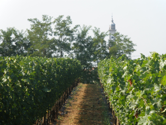Vigneti Monte Netto