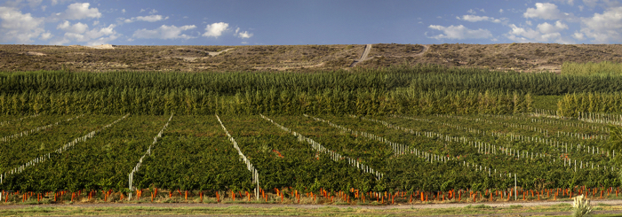 Vigneti BodegaDelFinDelMundo