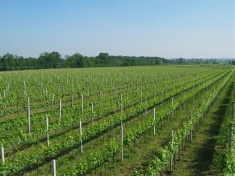 Vigneti a Capriano del Colle