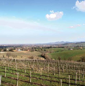 Vigneti Sangiovese di Romagna