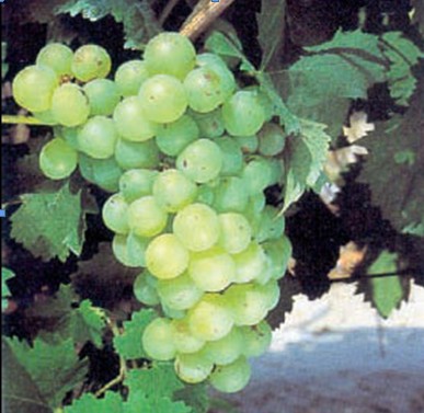 Vermentino